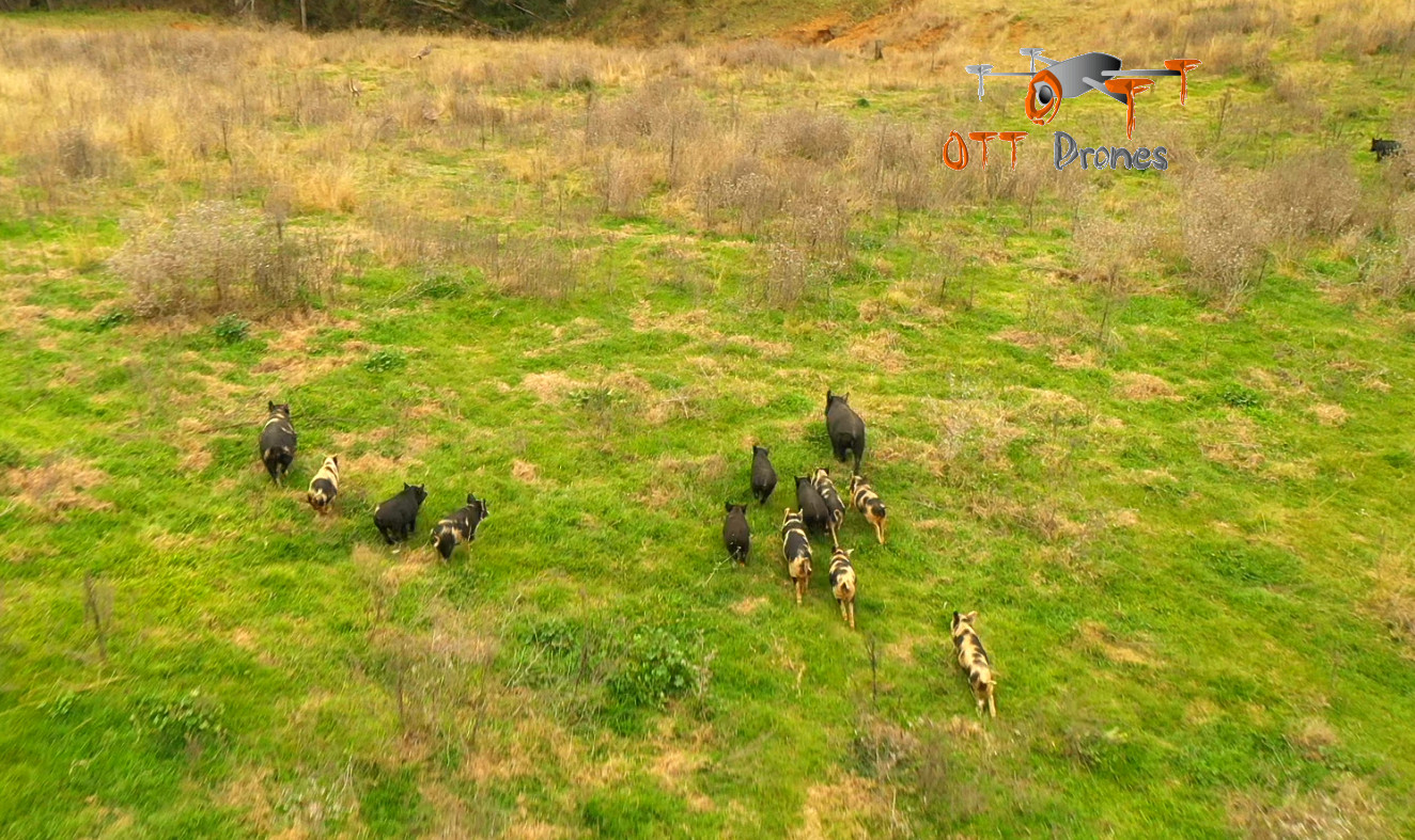 Feral pigs in Loomberah